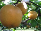 Pear farm Pear farm
